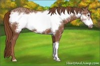 Horse Color:Chestnut Ice Frame 