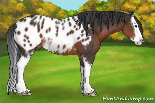 Horse Color:White Spotted Brown Splash Appaloosa 