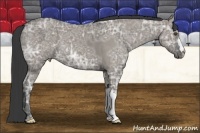 Horse Color:Grullo Ice Roan 