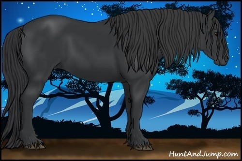 Horse Color:Black 