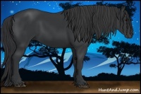Horse Color:Black 