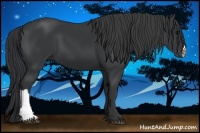 Horse Color:Black 