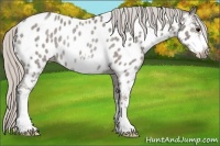Horse Color:Silver Blue Roan Sabino Appaloosa Rabicano 