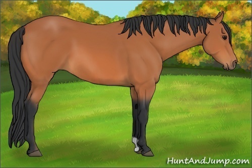 Horse Color:Bay 