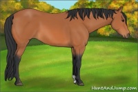 Horse Color:Bay 