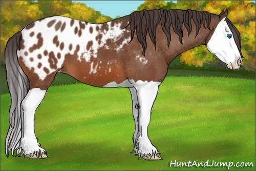 Horse Color:Bay Splash Appaloosa 