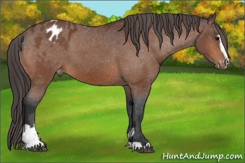 Horse Color:Bay Sabino Appaloosa 