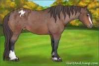 Horse Color:Bay Sabino Appaloosa 