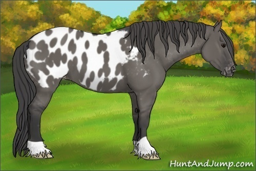 Horse Color:Grullo Appaloosa