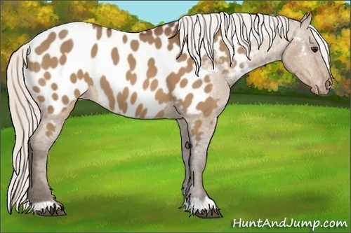 Horse Color:Silver Bay Dun Appaloosa