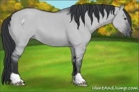 Horse Color:Grullo Chinchilla Roan 