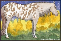 Horse Color:Red Dun Appaloosa 