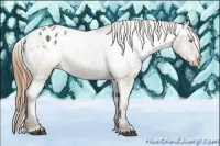 Horse Color:Bay Ice Pearl Dun Appaloosa 