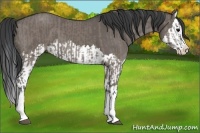 Horse Color:Grullo Sabino Splash  and Grullo Sabino Splash 