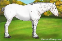 Horse Color:Brown Appaloosa 