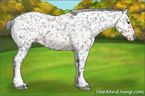 Horse Color:Brown Appaloosa 