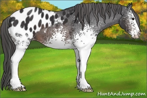 Horse Color:White Spotted Brown Blanket 