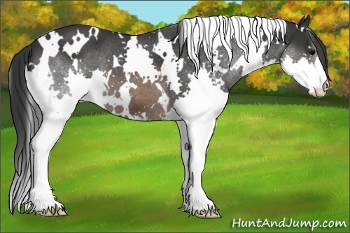 Horse Color:White Spotted Brown Splash 