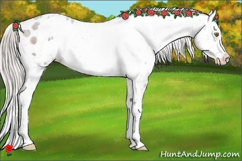 Horse Color:White Spotted Silver Bay Appaloosa 