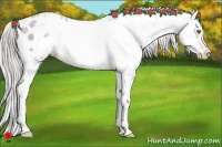Horse Color:White Spotted Silver Bay Appaloosa 