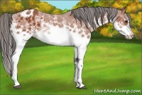 Horse Color:White Spotted Bay Splash Varnish