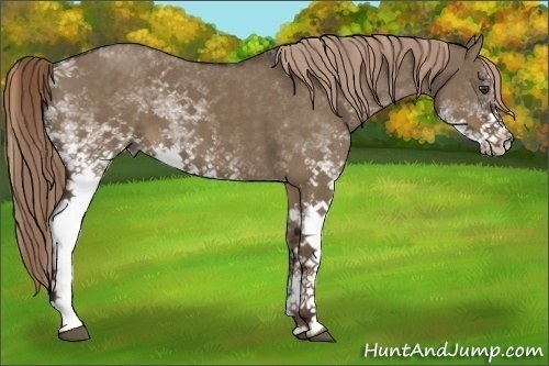 Horse Color:White Spotted Liver Red Dun Rabicano 