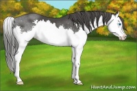 Horse Color:Smoky Black Splash