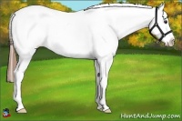 Horse Color:Chestnut Ice Appaloosa 