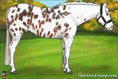 Horse Color:Bay Ice Appaloosa 