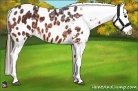 Horse Color:Bay Ice Appaloosa 