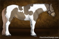 Horse Color:Chocolate Palomino Tobiano 