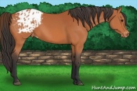 Horse Color:Bay Appaloosa 