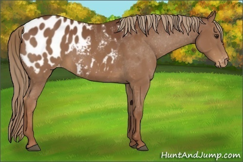 Horse Color:Chestnut Appaloosa 