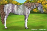 Horse Color:Liver Chestnut Ice Rabicano