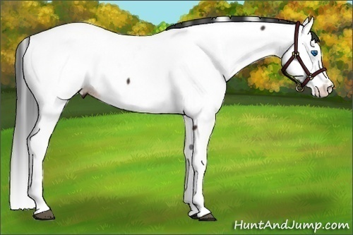 Horse Color:Brown Splash Fewspot