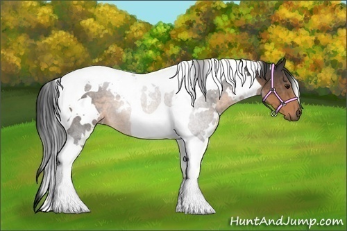 Horse Color:White Spotted Buckskin Tobiano