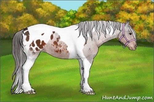 Horse Color:Brown Tobiano Blanket
