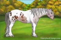 Horse Color:Brown Tobiano Blanket 