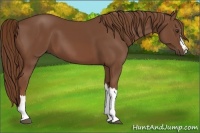 Horse Color:Chestnut 
