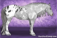 Horse Color:White Spotted Black Appaloosa 
