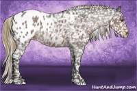 Horse Color:Liver Red Roan Appaloosa 