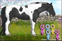 Horse Color:Black Tobiano 