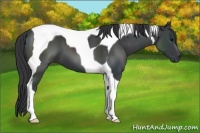 Horse Color:Black Tobiano 