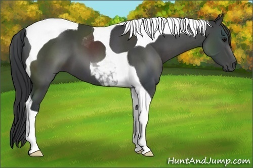 Horse Color:Black Tobiano 