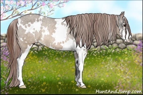 Horse Color:White Spotted Brown Dun Sabino Appaloosa Rabicano 