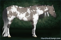 Horse Color:White Spotted Grullo Rabicano 
