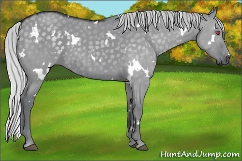 Horse Color:White Spotted Silver Grullo Chinchilla Roan