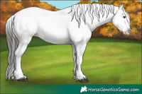 Horse Color:Liver Chestnut Appaloosa 