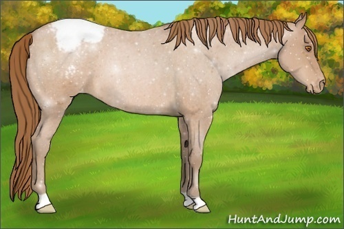 Horse Color:Brown Roan Pearl Appaloosa 
