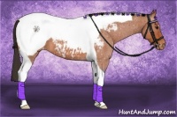 Horse Color:Bay Roan Tobiano Snowcap 